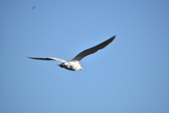 Larus