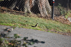 Turdus migratorius
