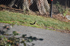 Turdus migratorius