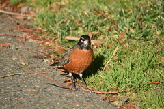 Turdus migratorius