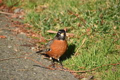 Turdus migratorius