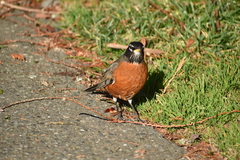 Turdus migratorius