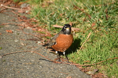 Turdus migratorius