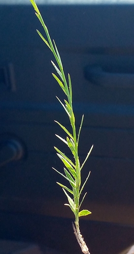 Abyssinian Capebell (Wahlenbergia abyssinica)