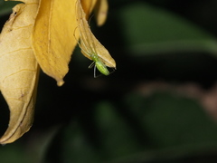 Tetragnatha squamata