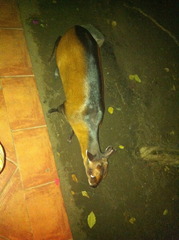 Cephalophus dorsalis