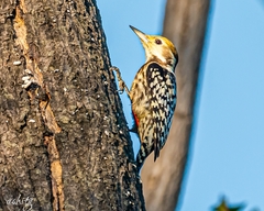 Leiopicus mahrattensis