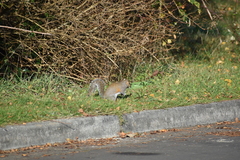 Sciurus carolinensis
