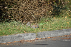 Sciurus carolinensis