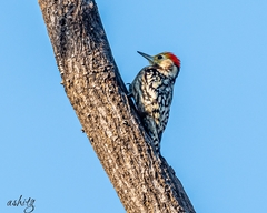 Leiopicus mahrattensis