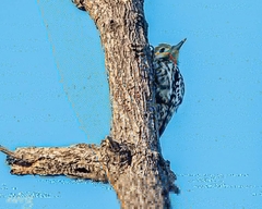 Leiopicus mahrattensis