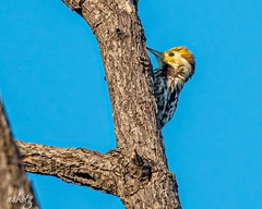 Leiopicus mahrattensis