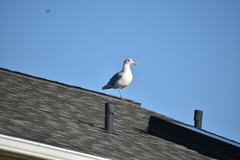 Larus glaucescens × occidentalis