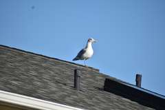 Larus glaucescens × occidentalis