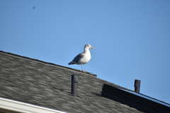 Larus glaucescens × occidentalis