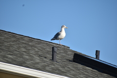 Larus glaucescens × occidentalis