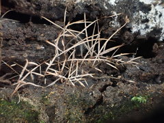 Phaeopterula stipata