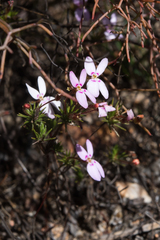 Stylidium repens