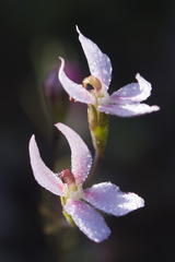 Stylidium petiolare
