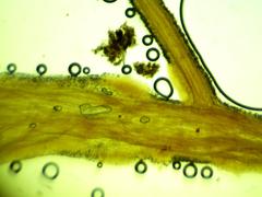 Phaeopterula stipata