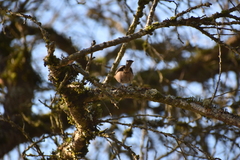 Poecile atricapillus