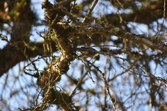 Poecile atricapillus