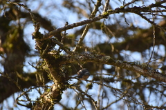 Poecile atricapillus