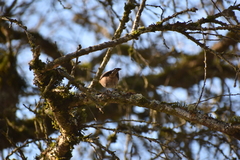 Poecile atricapillus