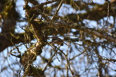 Poecile atricapillus