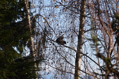 Sciurus carolinensis