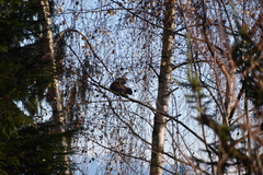 Sciurus carolinensis