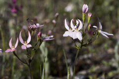 Stylidium petiolare