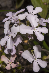 Stylidium affine
