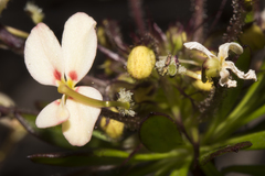 Stylidium rhynchocarpum