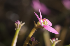 Stylidium longitubum