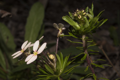 Stylidium rhynchocarpum