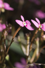 Stylidium longitubum