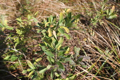 Myricaceae