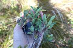Myricaceae