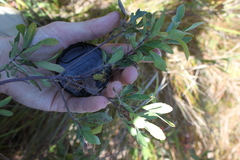 Myricaceae