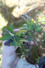 Myricaceae