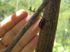 Eudiagogus episcopalis