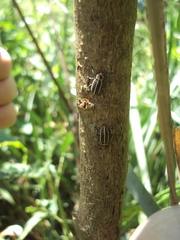 Eudiagogus episcopalis