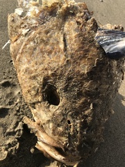Atractoscion nobilis