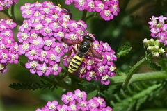 Cerceris californica