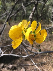 Senna pallida