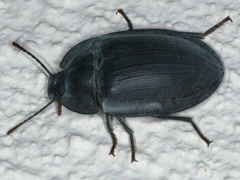 Pterohelaeus striatopunctatus