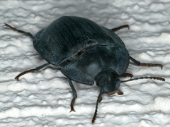 Pterohelaeus striatopunctatus