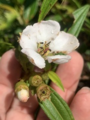 Melastoma malabathricum mariannum