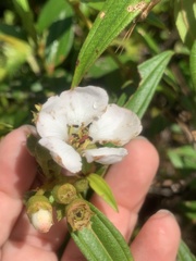 Melastoma malabathricum mariannum